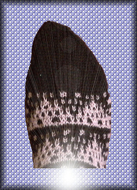 Shunakra
