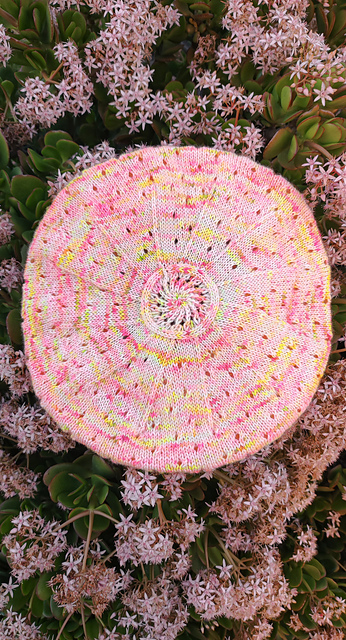 Chrysaora Beret