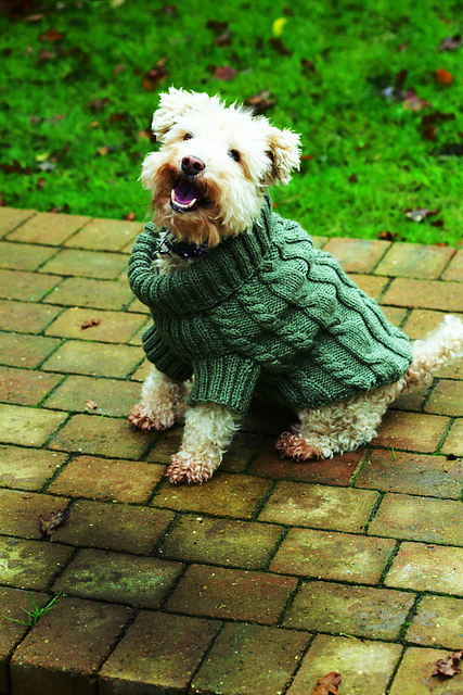 Dog Jumper with Cables