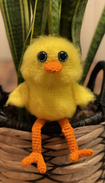 Spring Chick