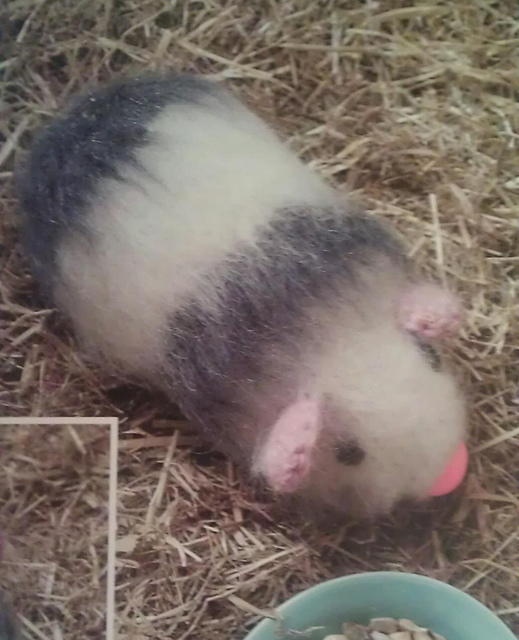 Guinea Pig