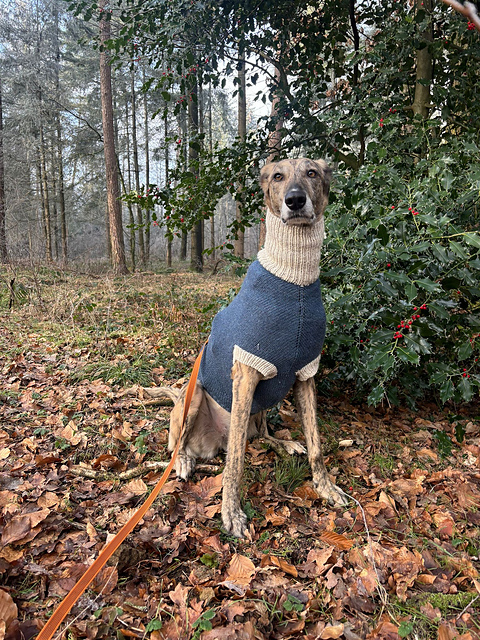 Dogsweater No. 1