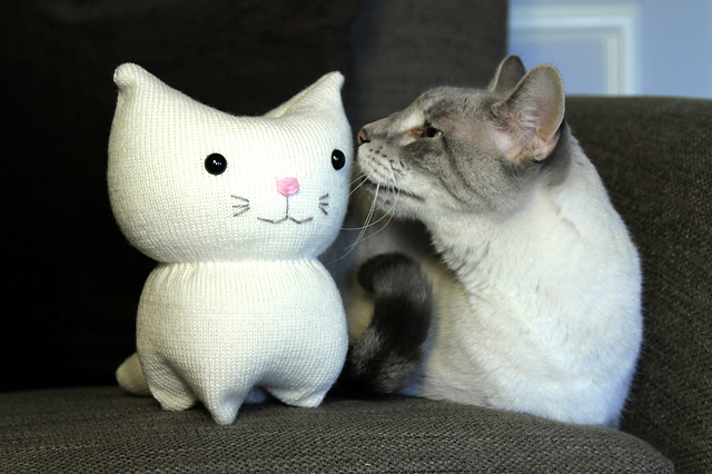 Purrl the Cat