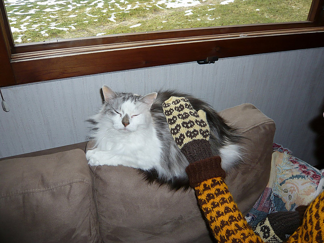 Osmocat