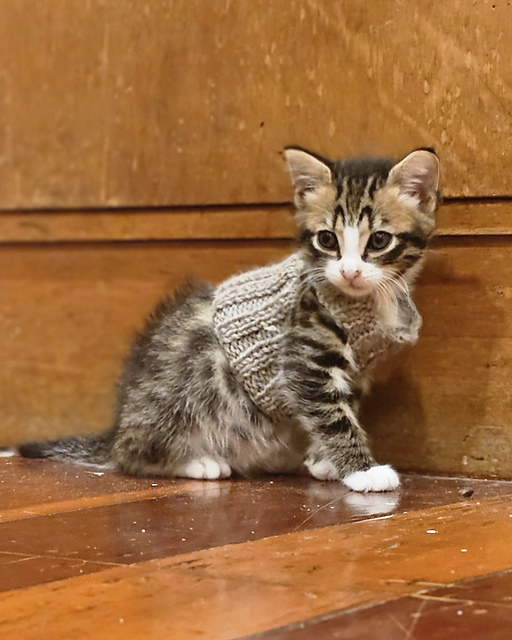 Kitten Vest