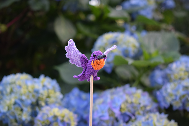 Hummingbird | Kolibrie