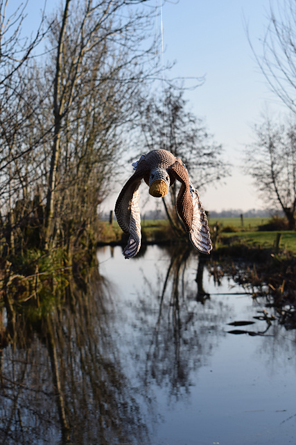 Wild duck | Wilde eend