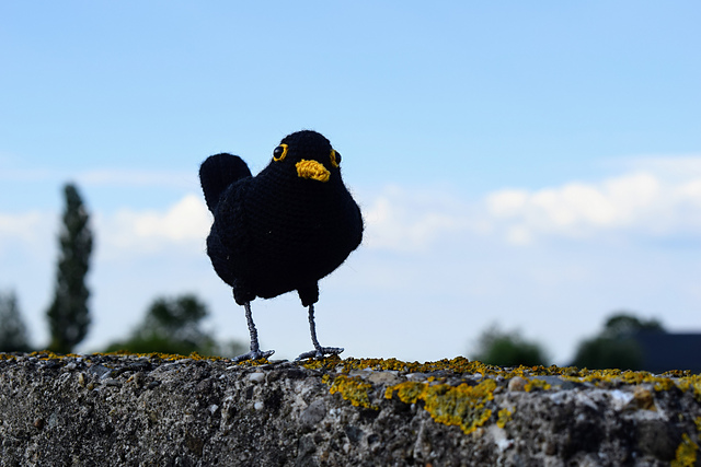 Blackbird | Merel