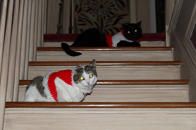 Santa Pet Sweater