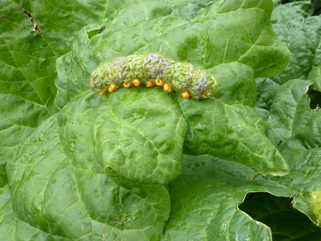 Furry Caterpillar