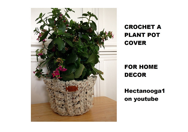 ribbon dracaena Dracaena Sanderiana main image 1