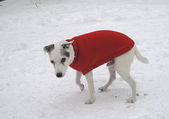 odd old dog's coat