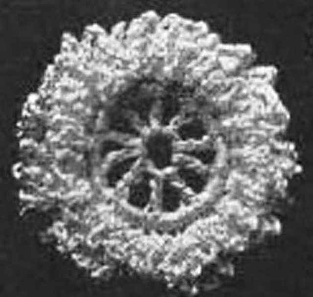 Fig. 24