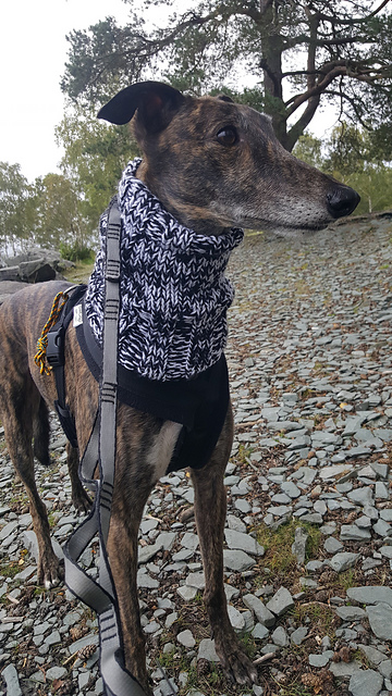 Greyhound Snood