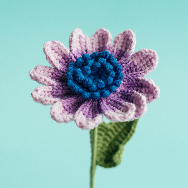 Blue Eyed Daisy Flower
