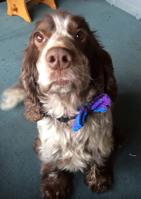 Crochet Dog Bow Tie