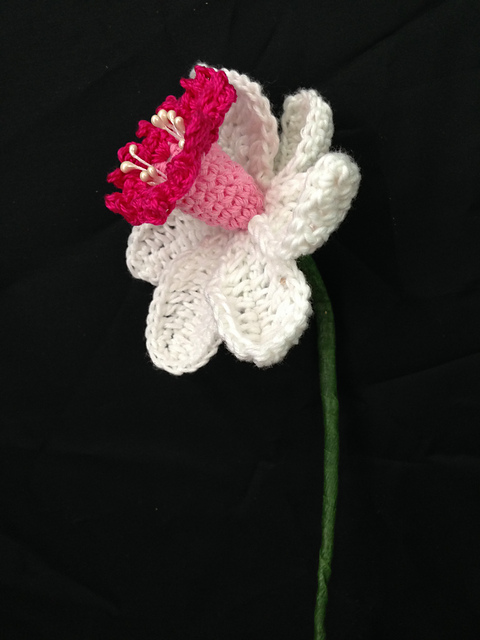 Pink Daffodil