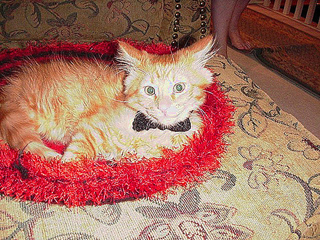 Secret Agent Collar