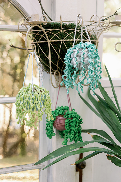 Trio of House Plants