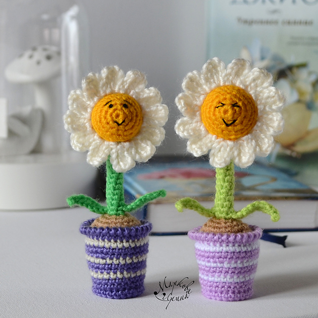 Daisy in pot