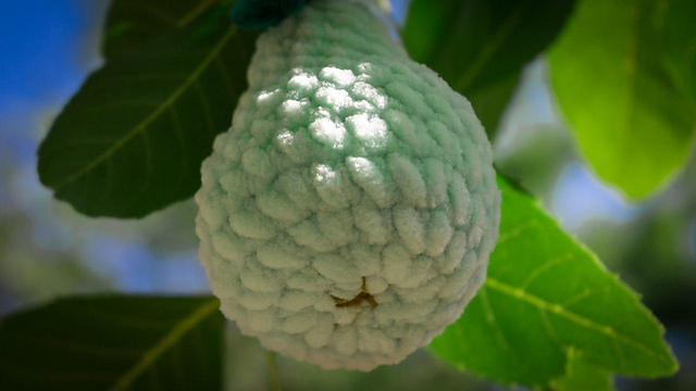 Pear