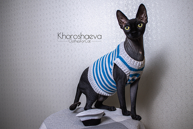 Cat sailor outfit: sailor hat + striped shirt