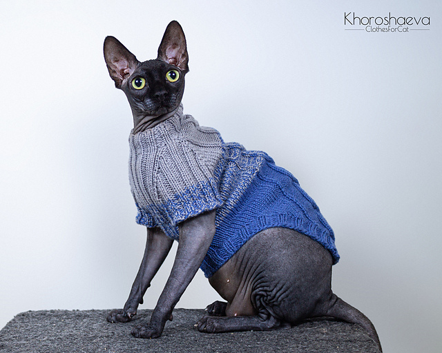 Warm sweater for cat