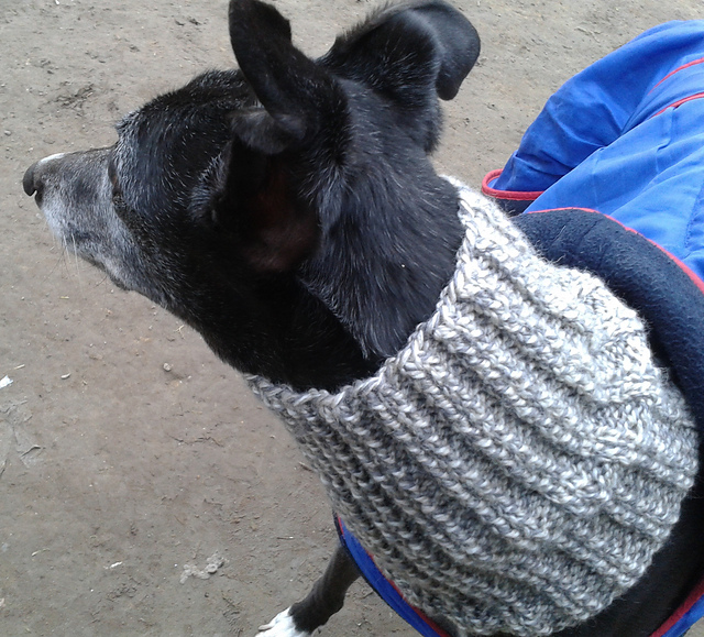 Ravelry: Dog Snood or Neck Warmer pattern by Jacqueline Gibb