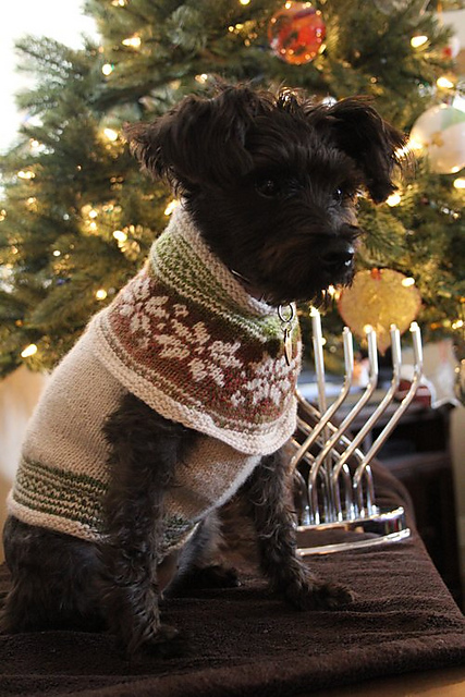 Nordic Pup