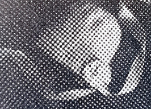 Bonnet
