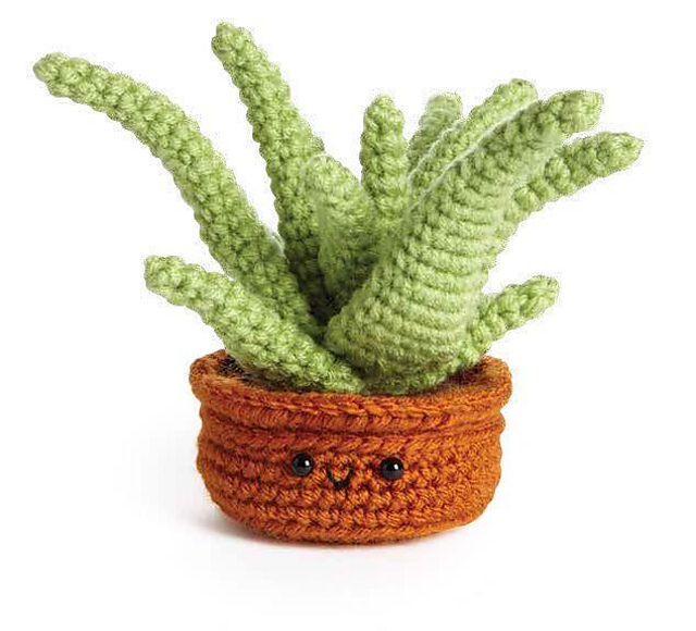 Aloe Vera Succulent