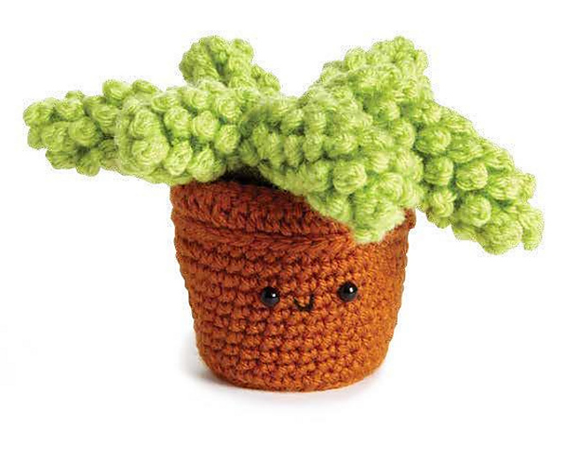 Donkey Tail Succulent