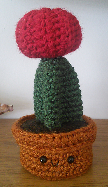 Moon Cactus