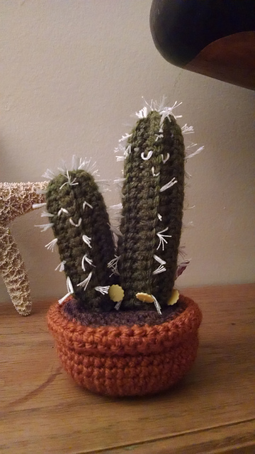 Blue Columnar Cactus