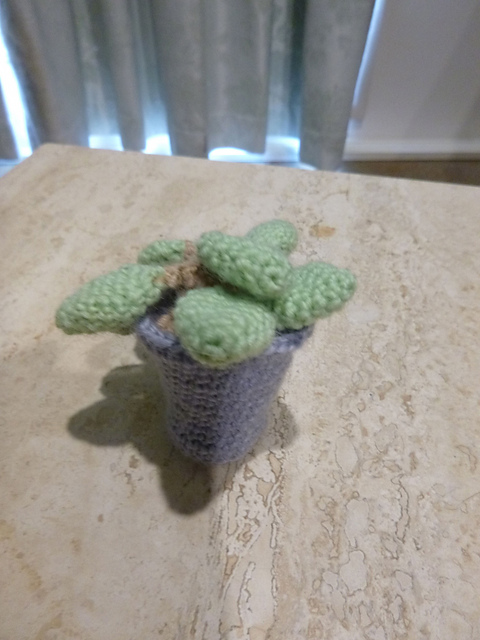 Mandrake