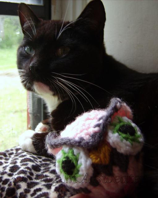 Owl for the Pussycat