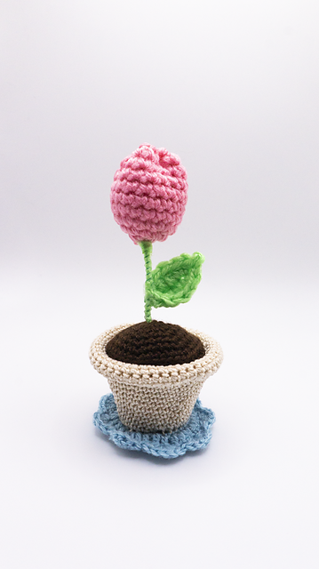 Tulip Plant