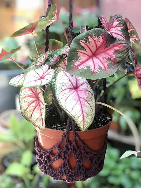 Charlotte's Web Plant Hanger