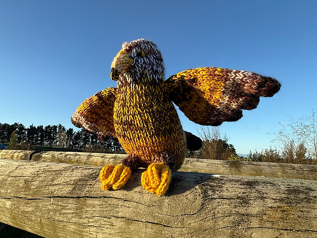 Kahu the Harrier Hawk