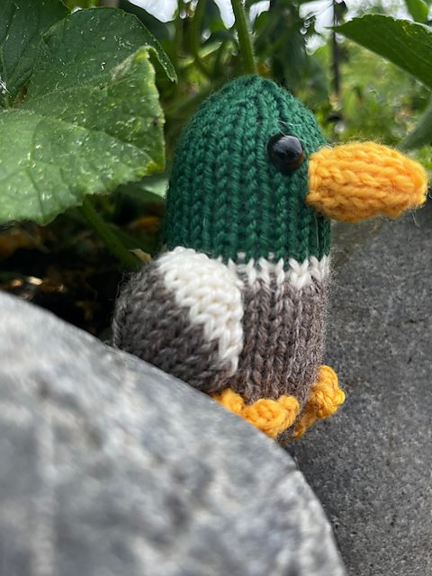 Mallard Duck