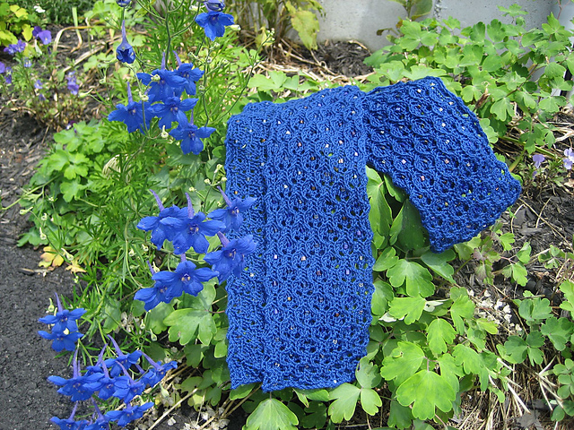 Delphinium
