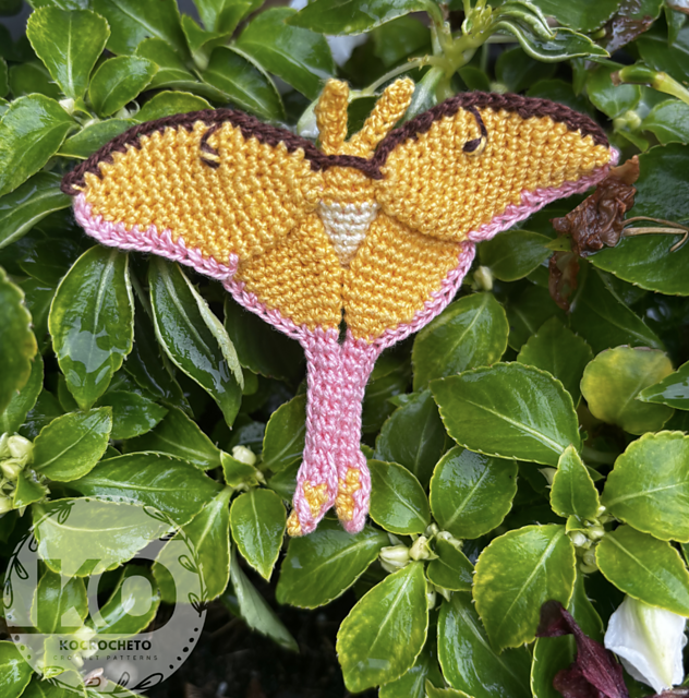 Chinese Moon Moth