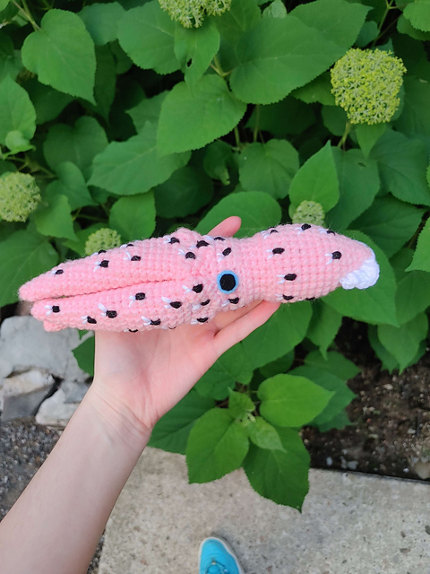 Jewel Squid