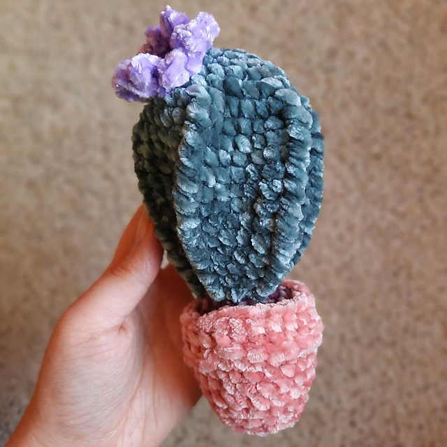 Velvet Potted Flowering Cactus