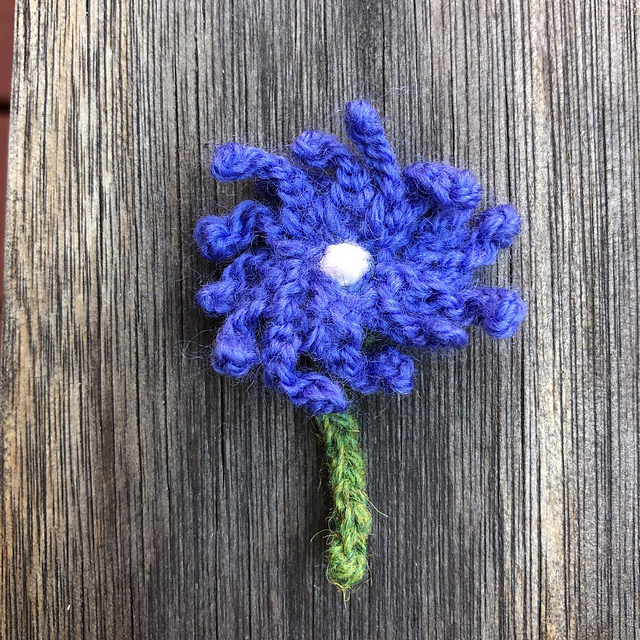 Chicory