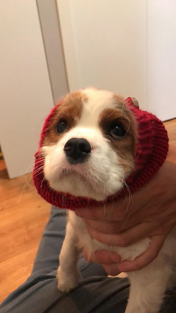 Puppy Snood Or Ear Warmer