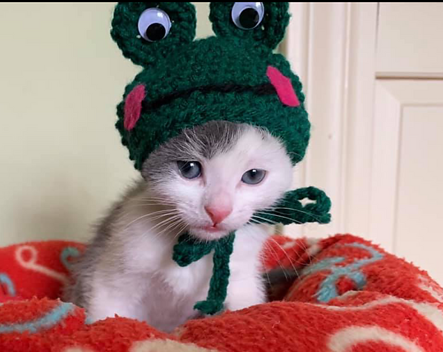 Kitten Frog Beanie