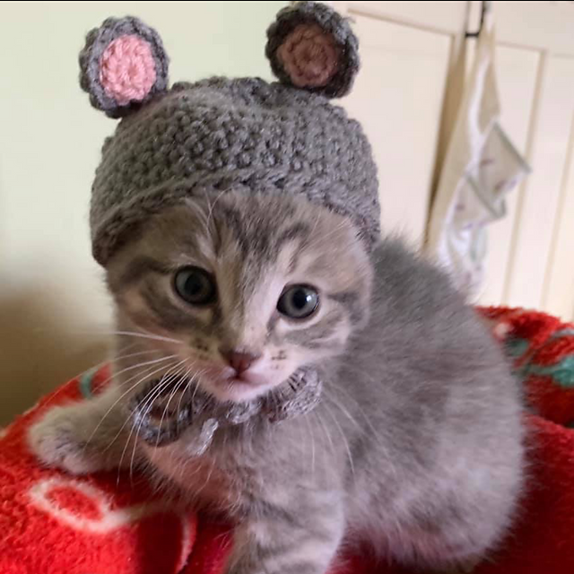 Kitten Mouse Beanie/ Hat