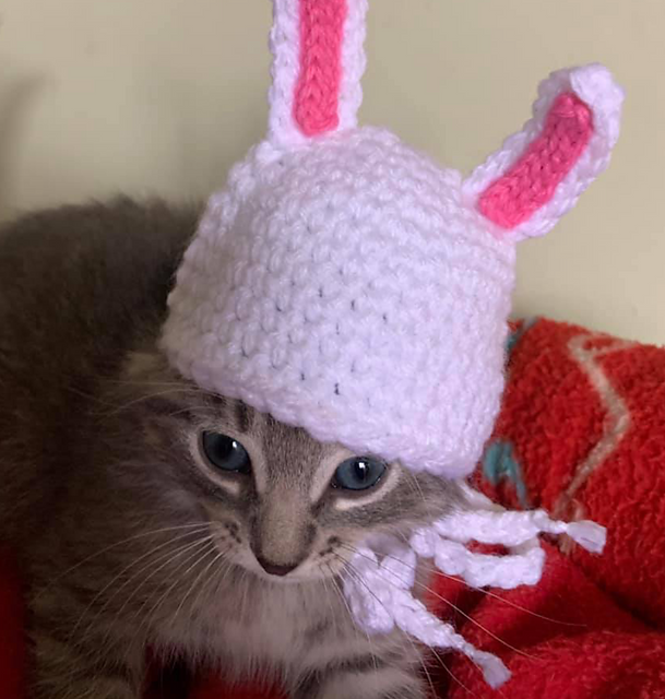 Kitten Bunny Beanie/ Hat