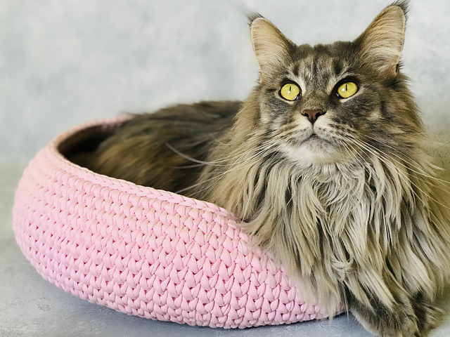 Cat bed